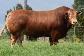 Sapi Limosin