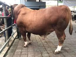 Sapi Limosin 2